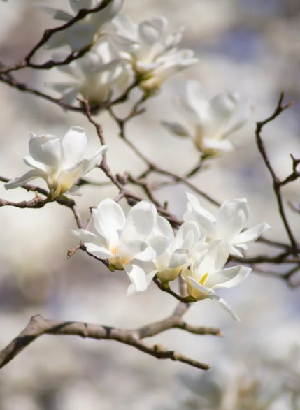 magnolia home art