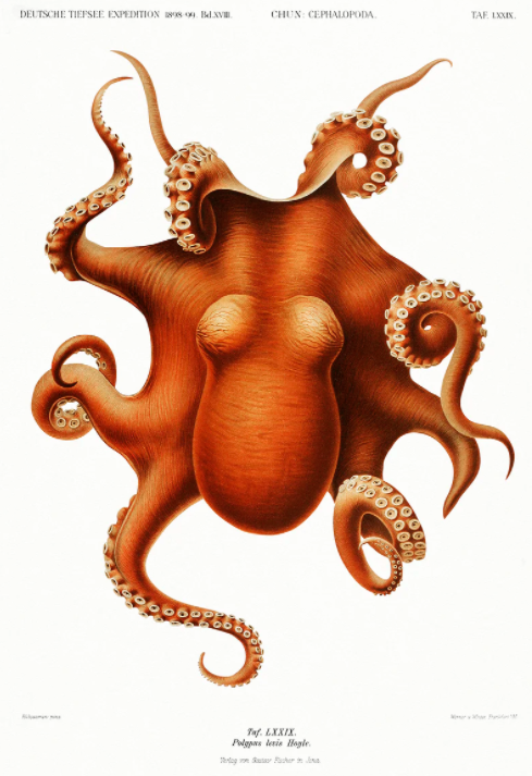 sub nautica art octopus