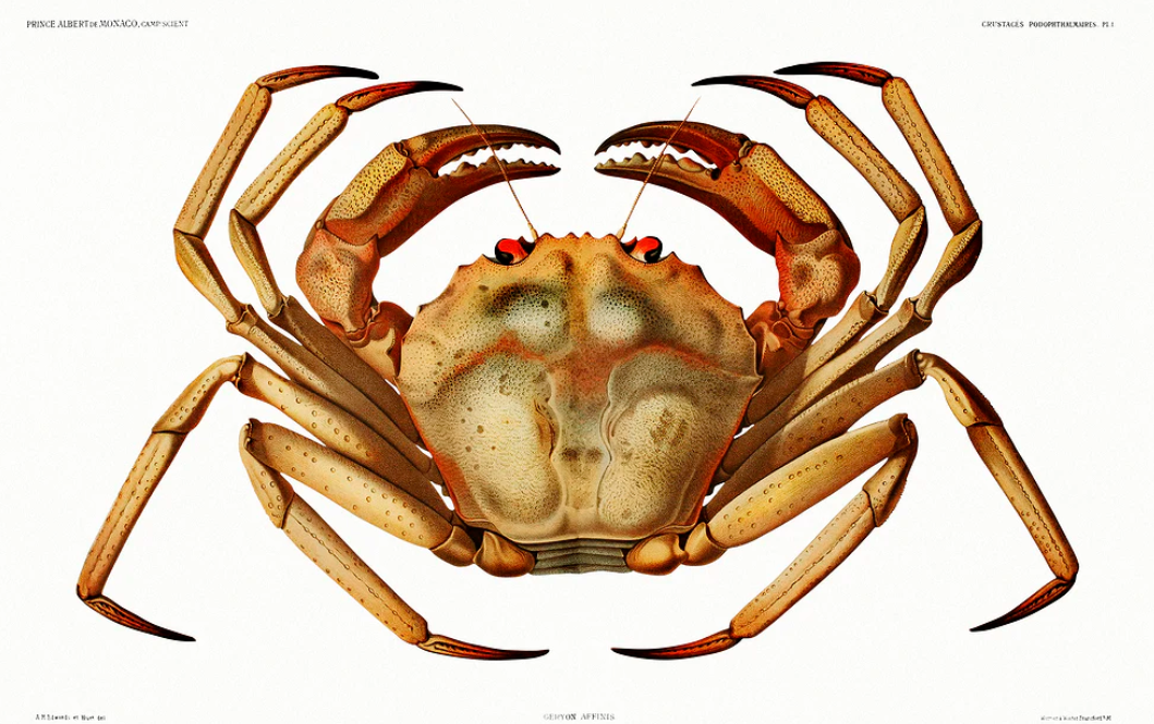 sub nautica art crab